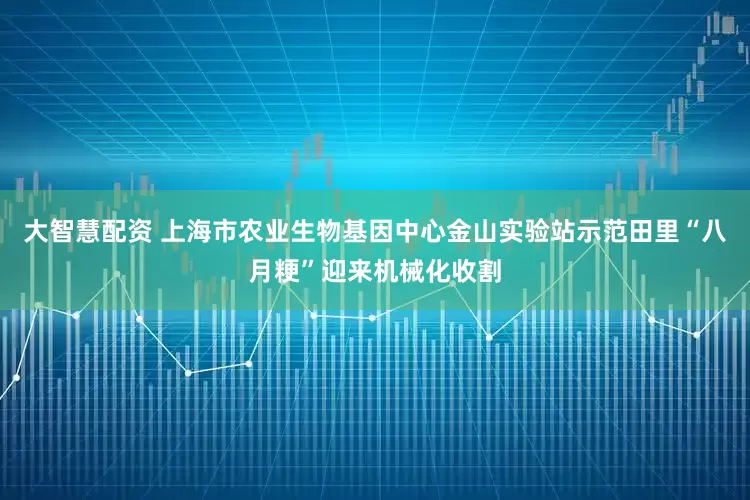 大智慧配资 上海市农业生物基因中心金山实验站示范田里“八月粳”迎来机械化收割